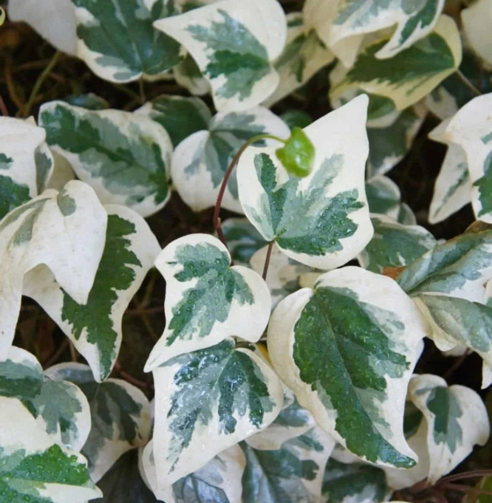 Iedera "Elegantissima" palier / Hedera helix "Elegantissima"/ - Gradina Noastra
