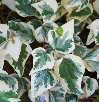 Iedera "Elegantissima" palier / Hedera helix "Elegantissima"/ - Gradina Noastra