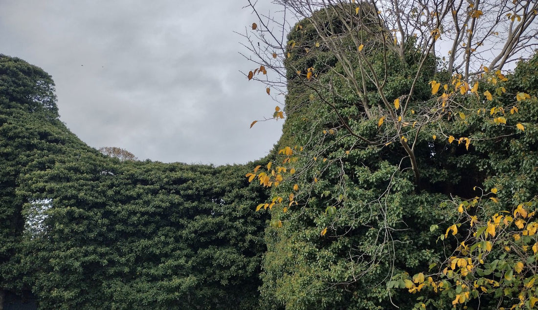 Iedera 0.50 m / Hedera helix mix / by gradina-noastra