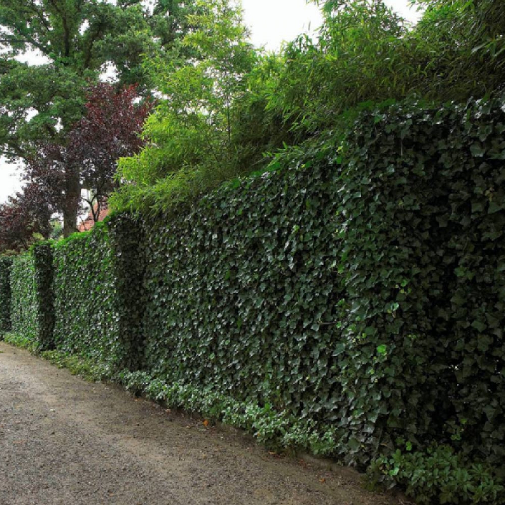 Iedera "Hybernica" / Hedera helix "Hybernica"/