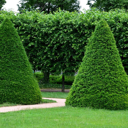 Tisa piramida / Taxus baccata /