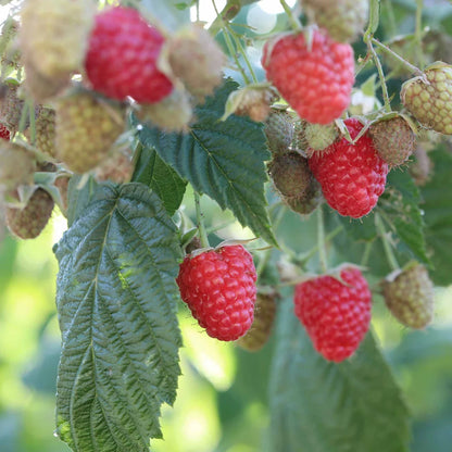 Zmeura "Autumn Bliss" /Rubus idaeus &