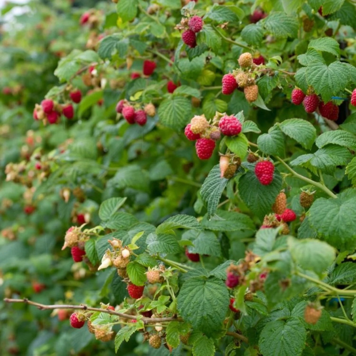Zmeură "Zefa"/ Rubus idaeus &