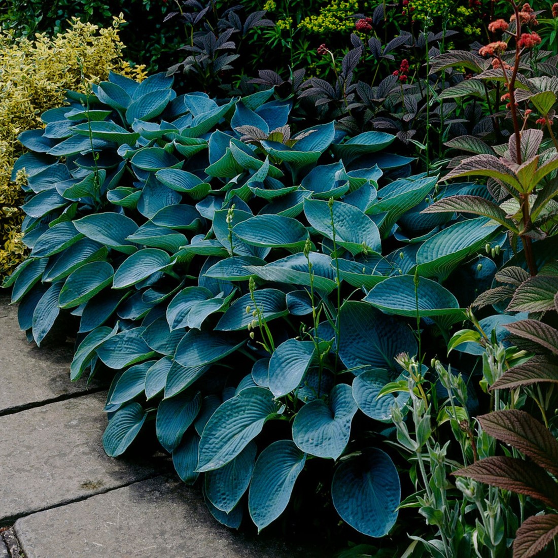 Crin de toamna "Halcyon" / Hosta "Halcyon" - Gradina Noastra