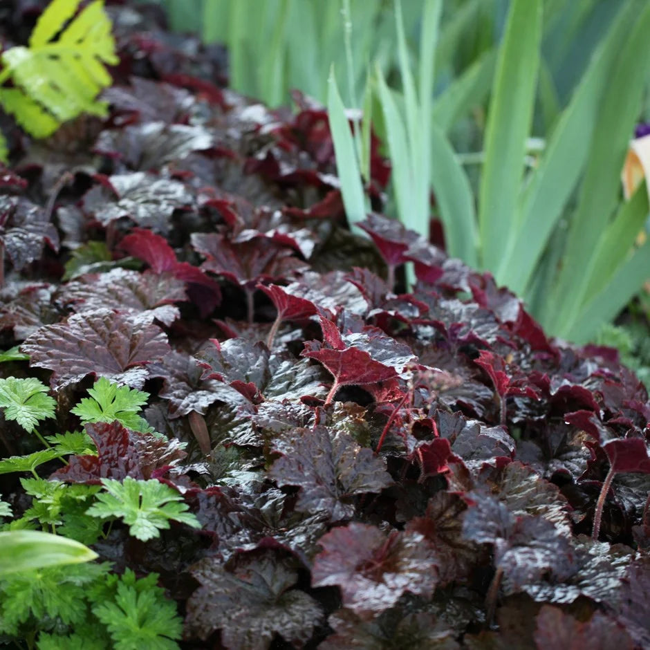 Heuchera "Palace Purple"