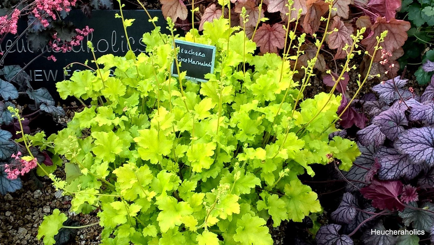 Heuchera "Lime Marmalade" - Gradina Noastra