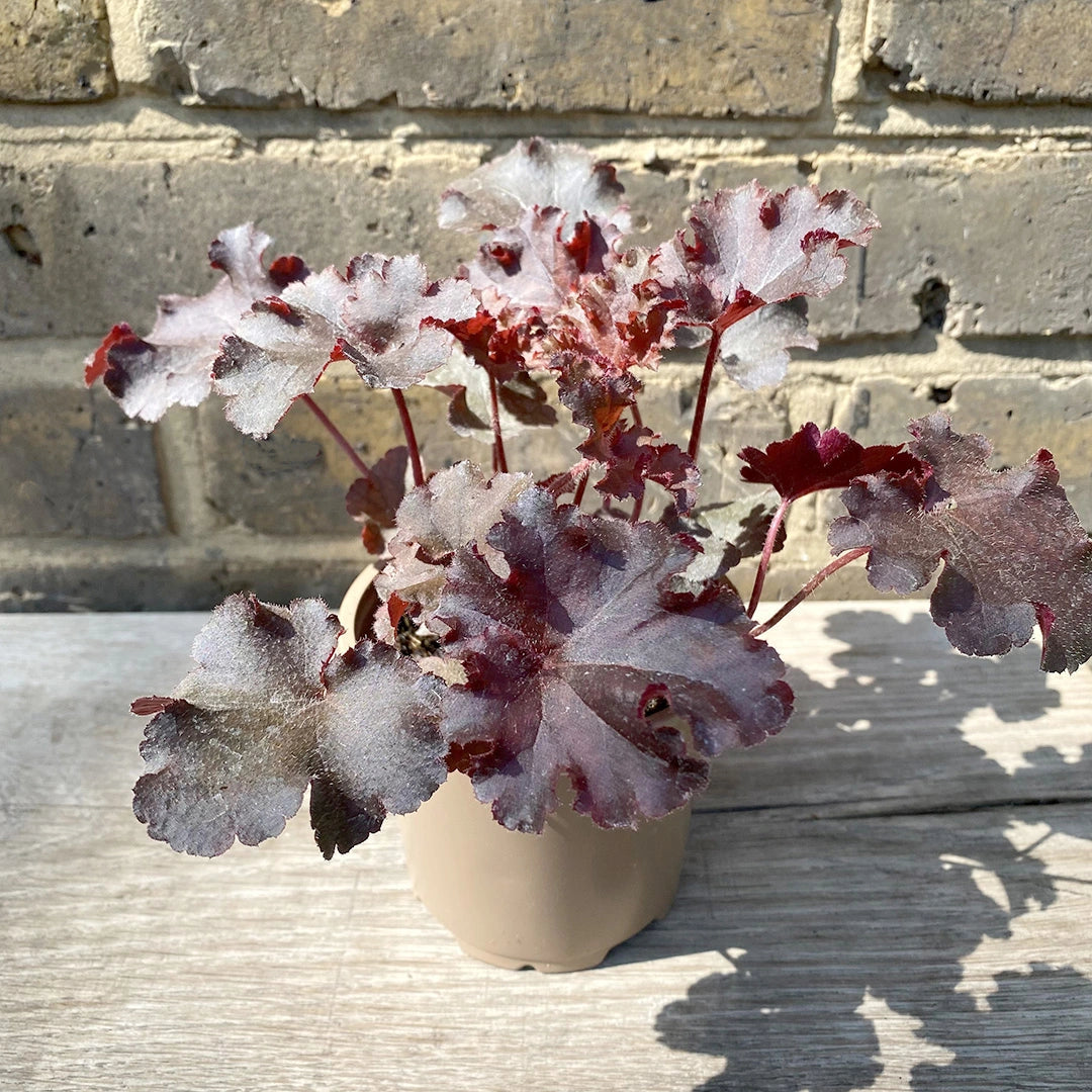 Heuchera "Melting Fire"