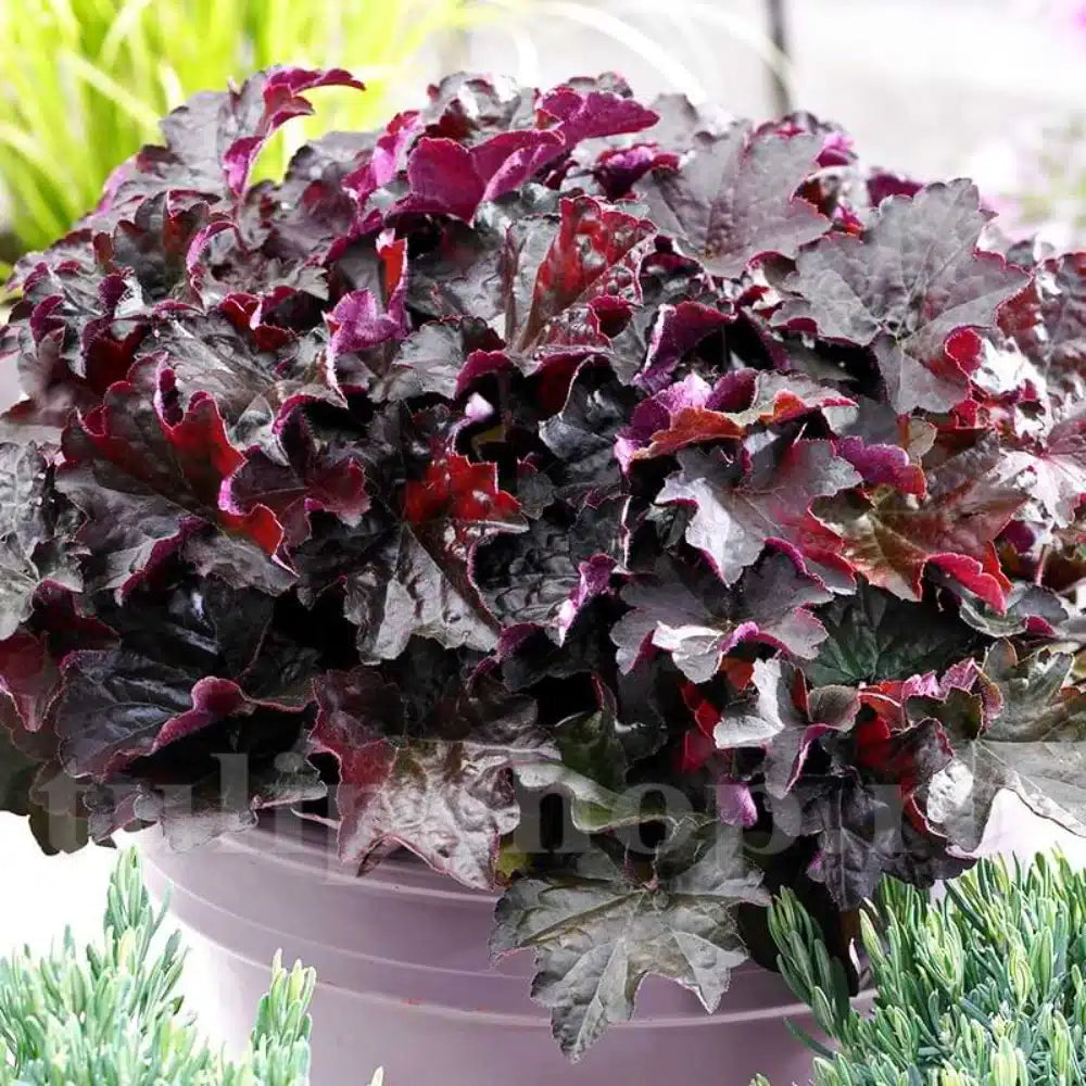 Heuchera "Palace Purple"