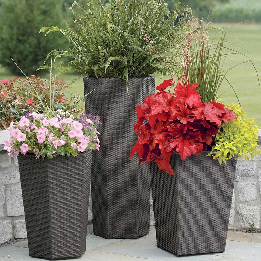 Heuchera "Forever Red " - Gradina Noastra