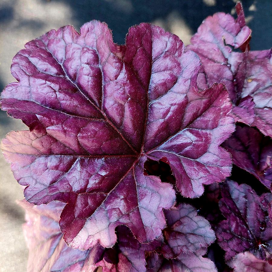 Heuchera "Wildberry" - Gradina Noastra