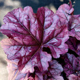 Heuchera "Wildberry" - Gradina Noastra