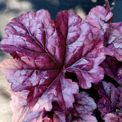 Heuchera "Wildberry" - Gradina Noastra