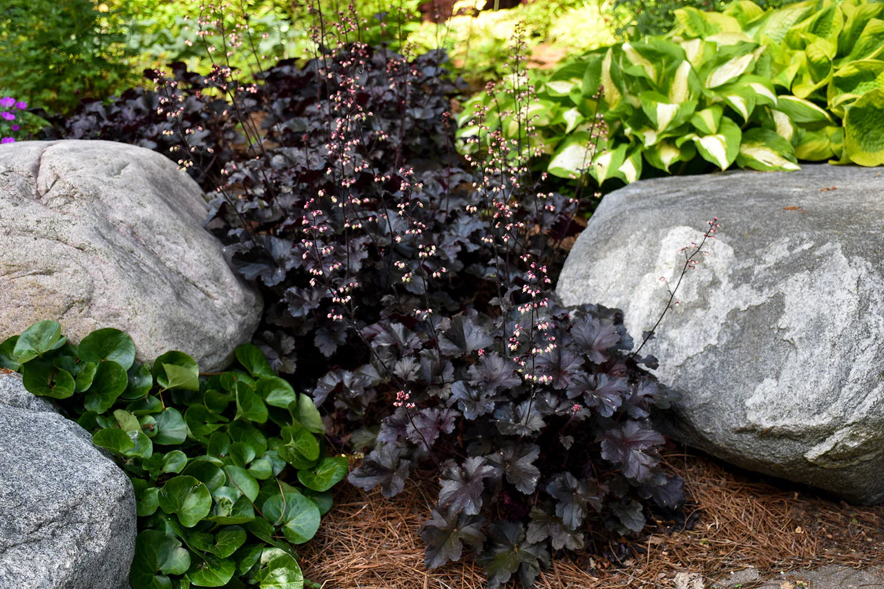 Heuchera "Black Pearl" - Gradina Noastra