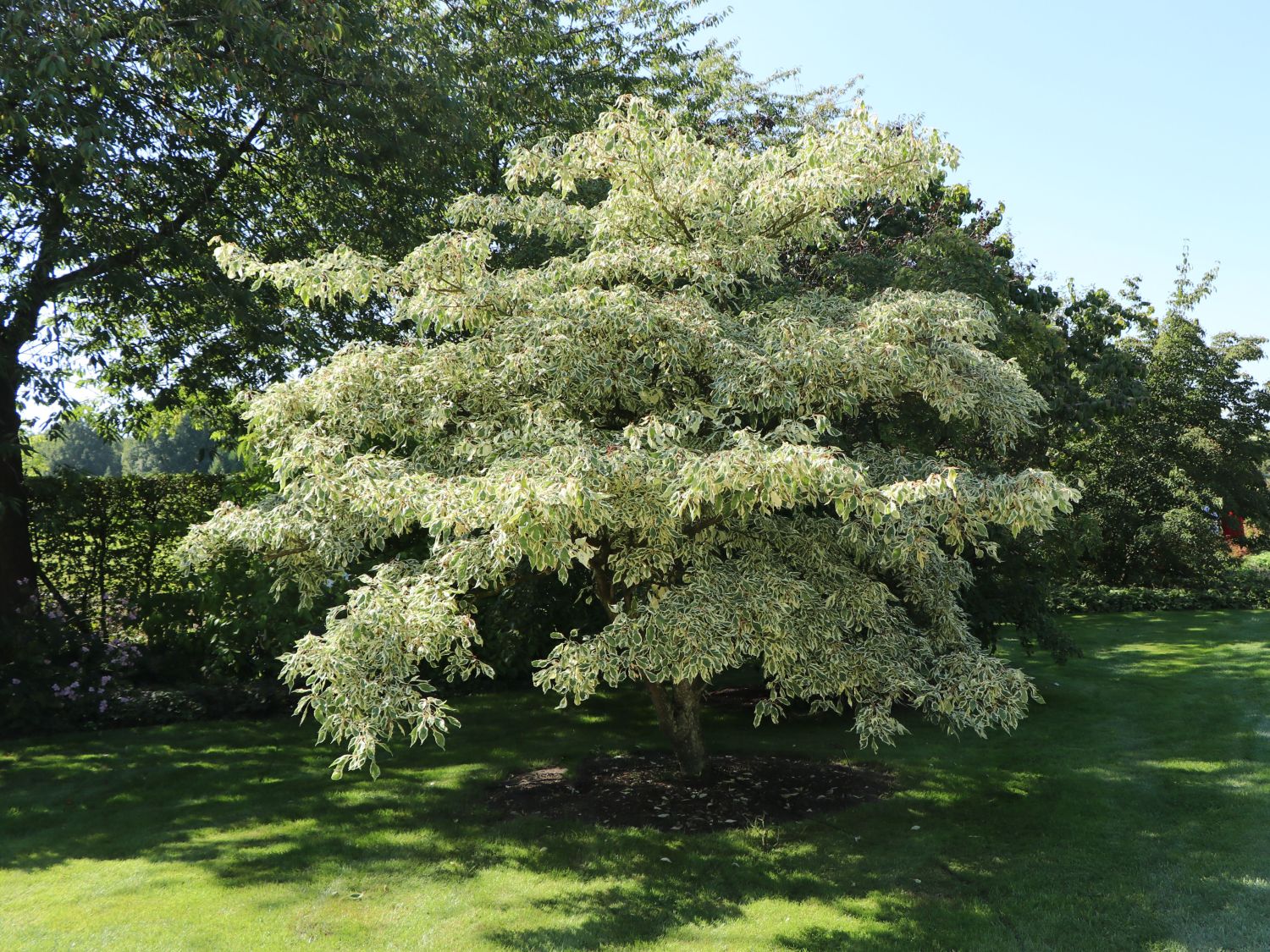 Corn alb "Variegata" 1.00 - 1.20 m /Cornus controversa "Variegata"/