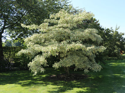 Corn alb "Variegata" 1.00 - 1.20 m /Cornus controversa "Variegata"/