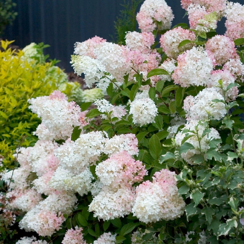 Hortensia paniculata &quot;Phantom&quot; înflorește cu flori mari, elegante, perfecte pentru grădini și terase.