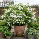 Hortensia "Runaway Bride"/ Hydrangea "Runaway Bride" - Gradina Noastra