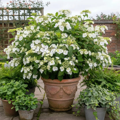 Hortensia "Runaway Bride"/ Hydrangea "Runaway Bride" - Gradina Noastra