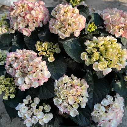 Hortensia "Black Diamonds Midnight Pearl" /Hydrangea macrophylla "Black Diamonds Midnight Pearl" /