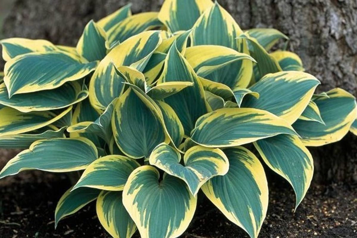 Hosta "First Frost" - Gradina Noastra