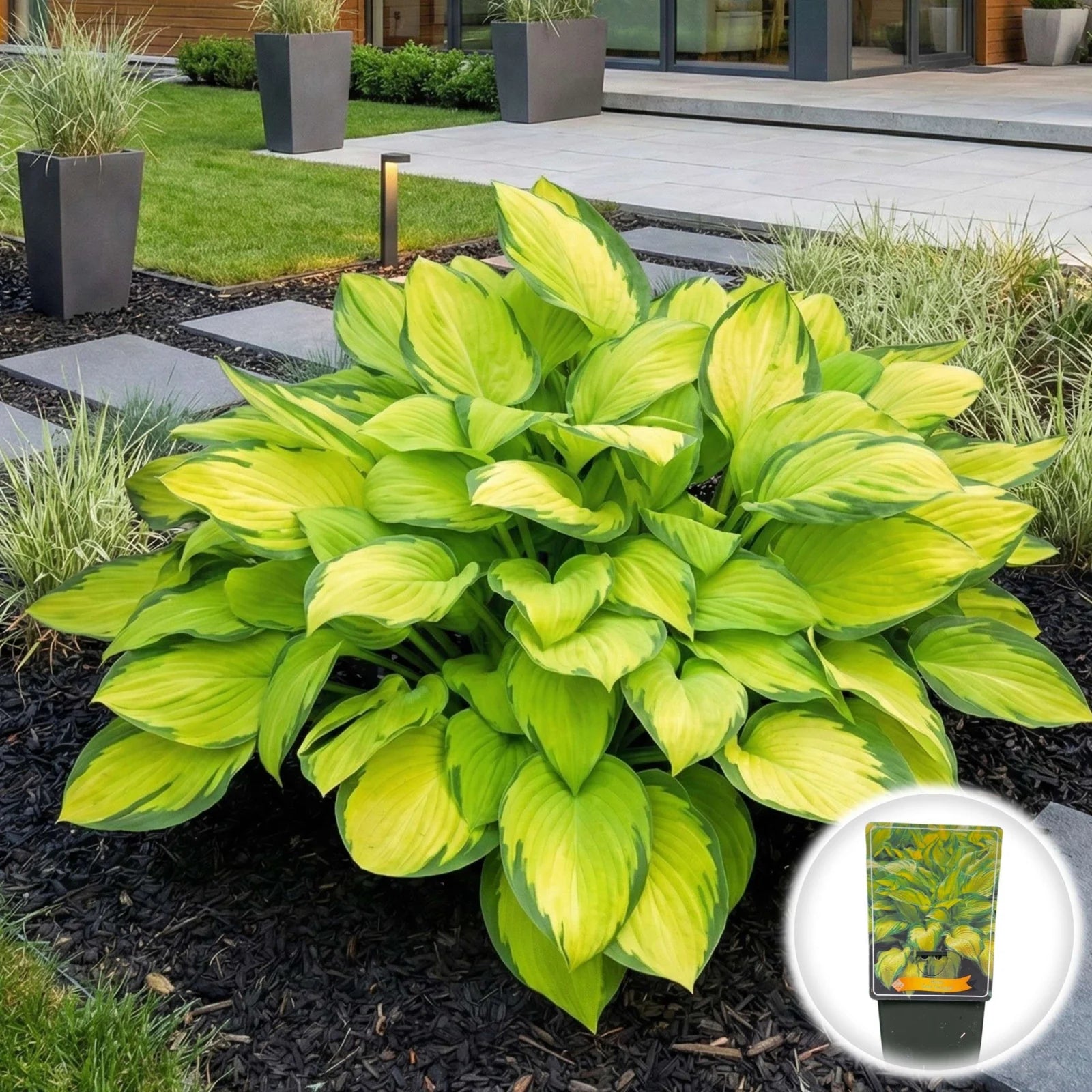 Hosta First Frost 0.20 0.30 m Plante Perene Oferta – Gradina Noastra