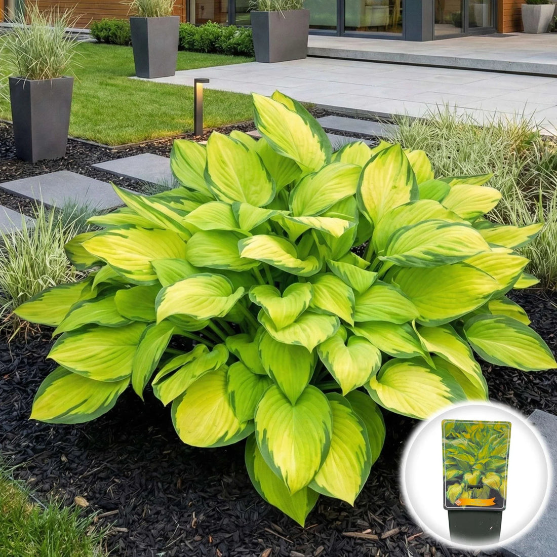 Crin de toamna "Gold Standard" / Hosta "Gold Standard" - Gradina Noastra