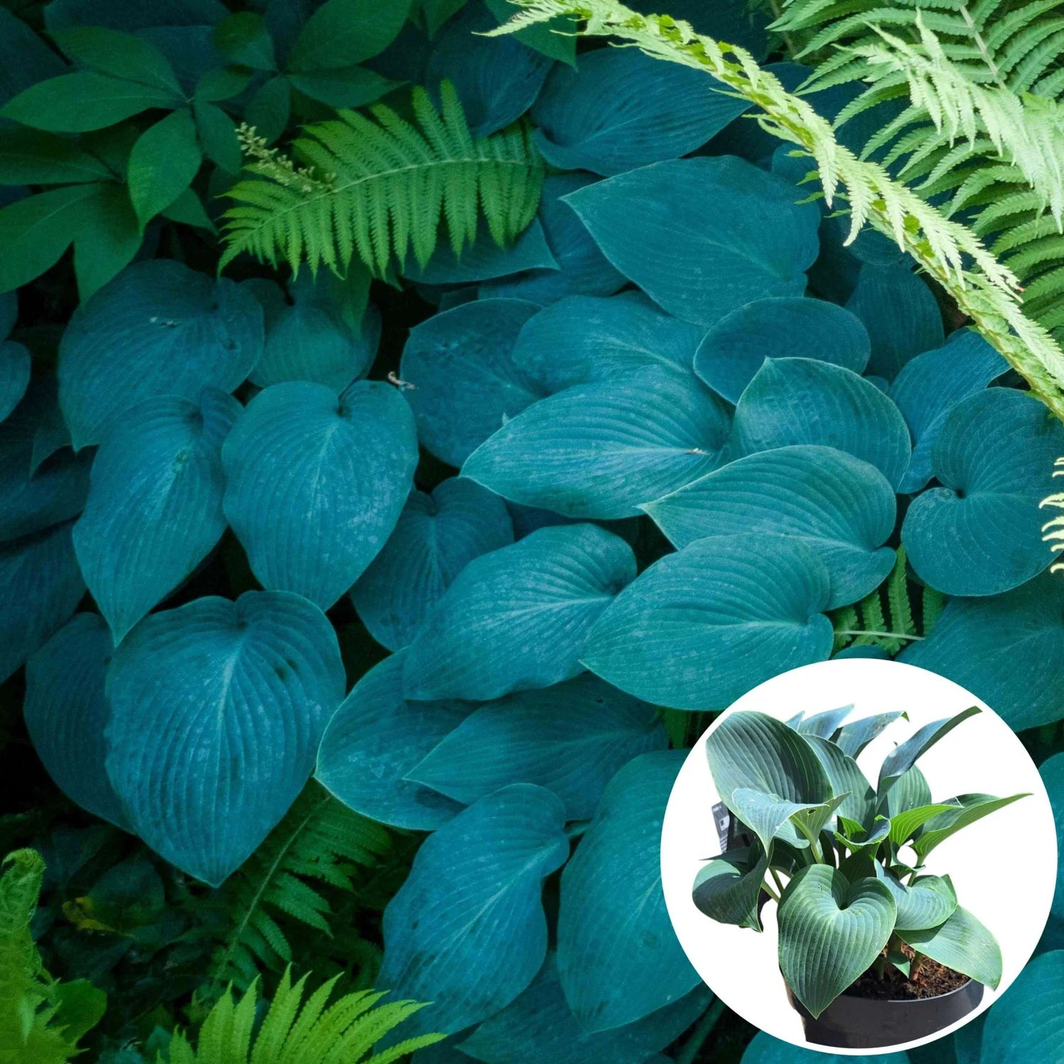 Crin de toamna "Halcyon" / Hosta "Halcyon" - Gradina Noastra