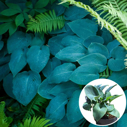 Crin de toamna "Halcyon" / Hosta "Halcyon" - Gradina Noastra
