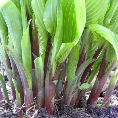 Crin de toamna "Red Cadet" / Hosta "Red Cadet" - Gradina Noastra