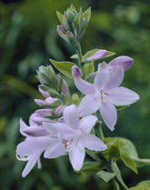 Crin de toamna "Guacamole" / Hosta "Guacamole" - Gradina Noastra