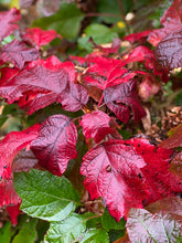 Hortensia cu frunza de stejar "Snowflake"/ Hydrangea quercifolia "Snowflake"/ - Gradina Noastra