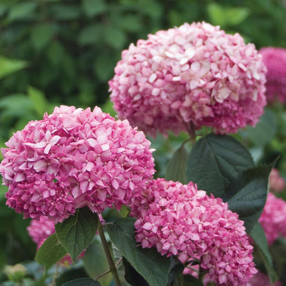Hortensia "Pink Annabelle"/ Hydrangea arborescens "Pink Annabelle"/