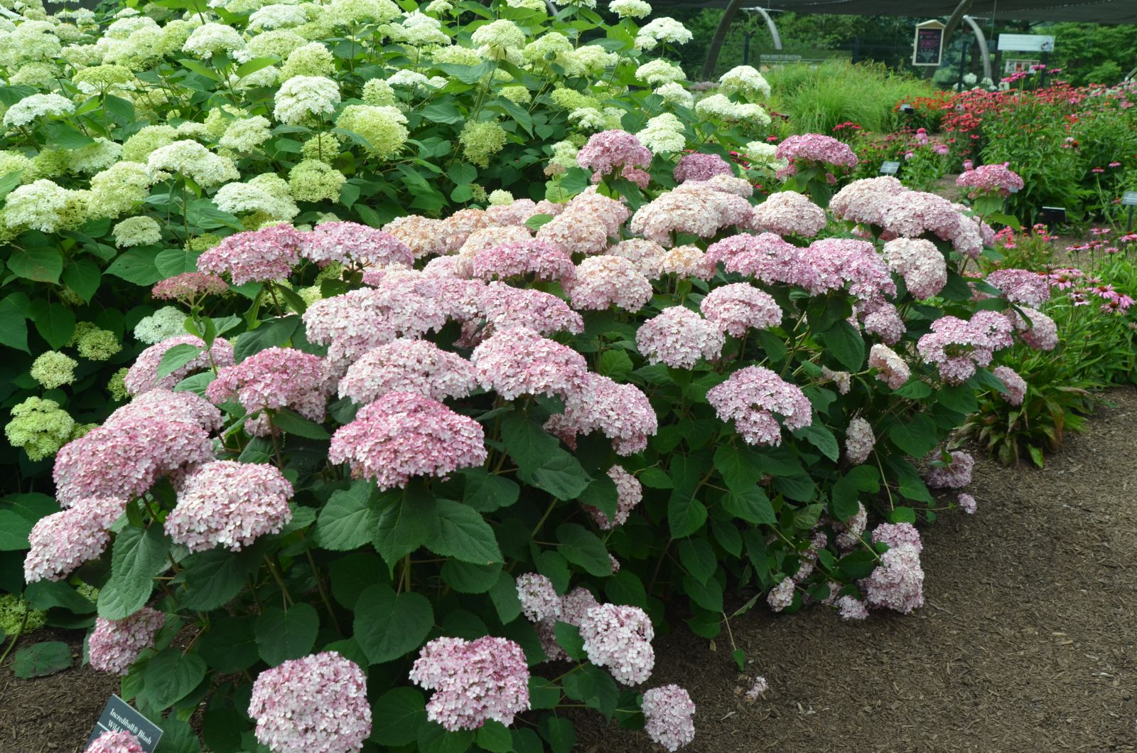 Hortensia "Pink Annabelle"/ Hydrangea arborescens "Pink Annabelle"/