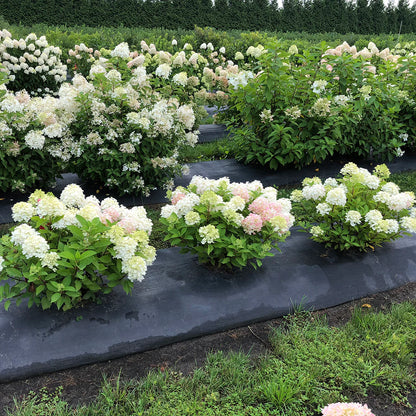 Hortensia paniculata &quot;Fire Light Tiny Bit&quot; / hydrangea paniculata &quot;Fire Light Tiny Bit&quot; /