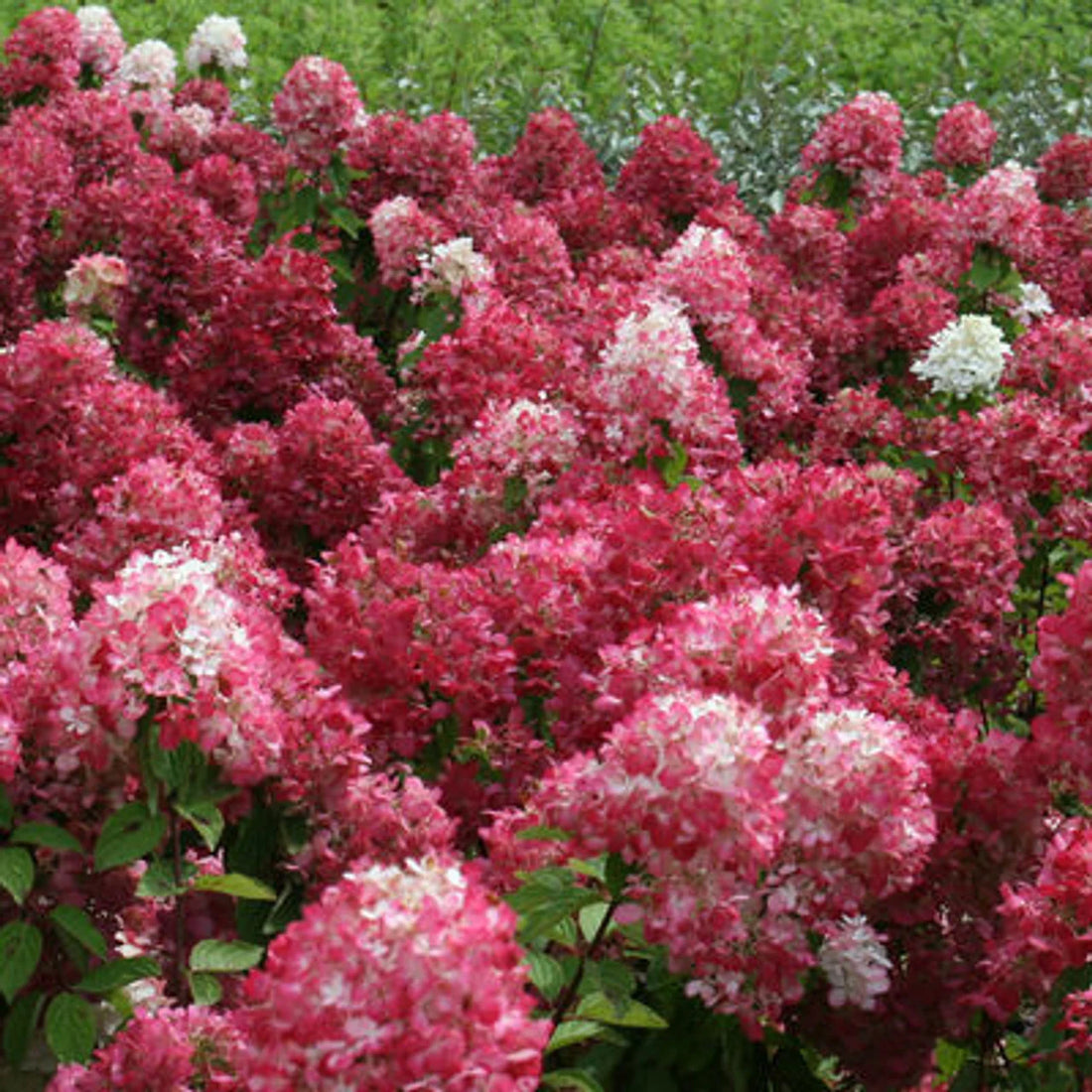 Hortensia paniculata &quot;Diamond Rouge&quot; aduce un strop de culoare și eleganță în grădina ta.