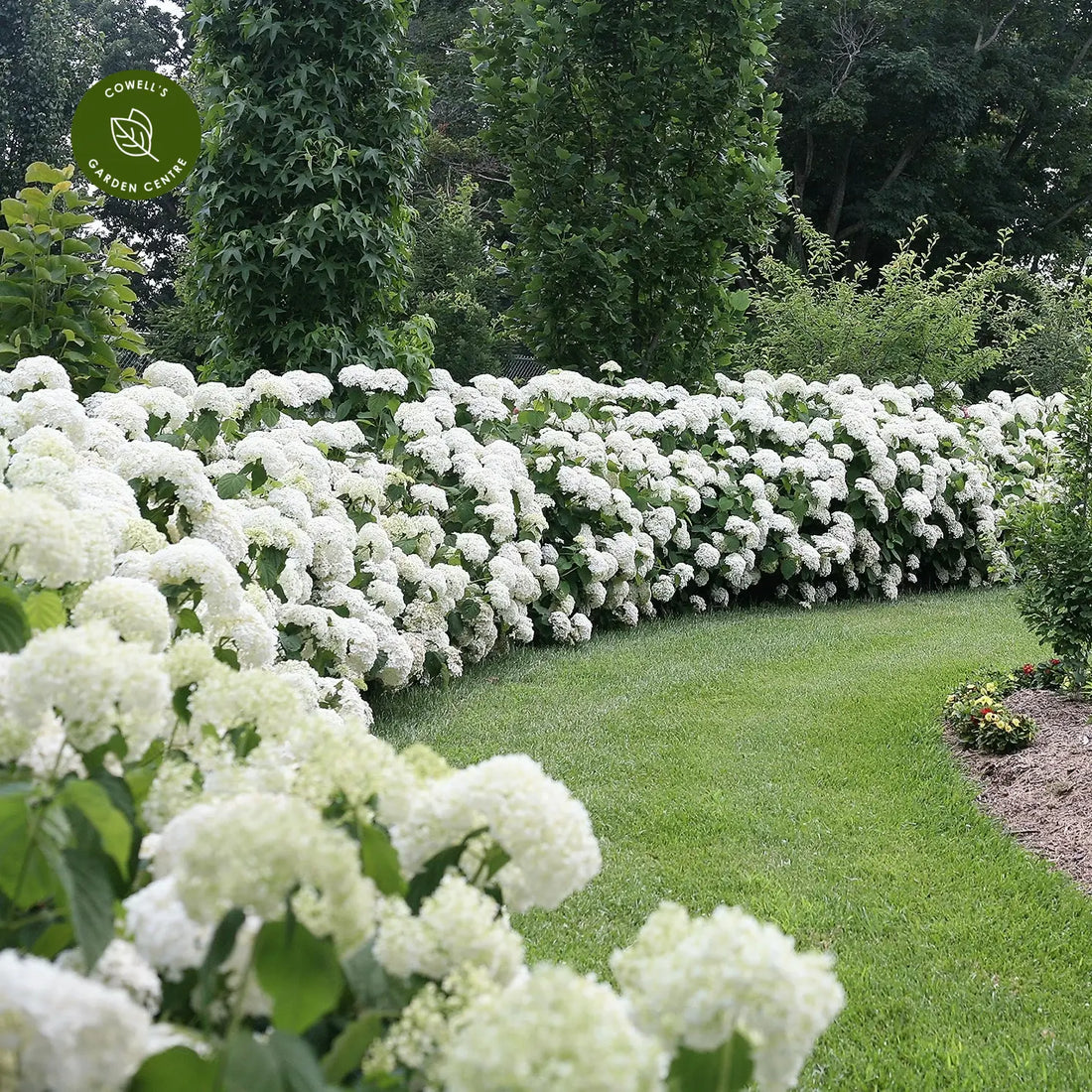 Hortensia "Strong Annabelle" 0.20 - 0.30 m / Hydrangea arborescens "Strong Annabelle"/ by gradina-noastra