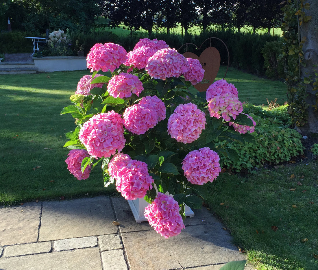 Hortensia "Belle Seduction" 0.40 - 0.60 m / Hydrangea macr. Belle Seduction"/ by gradina-noastra