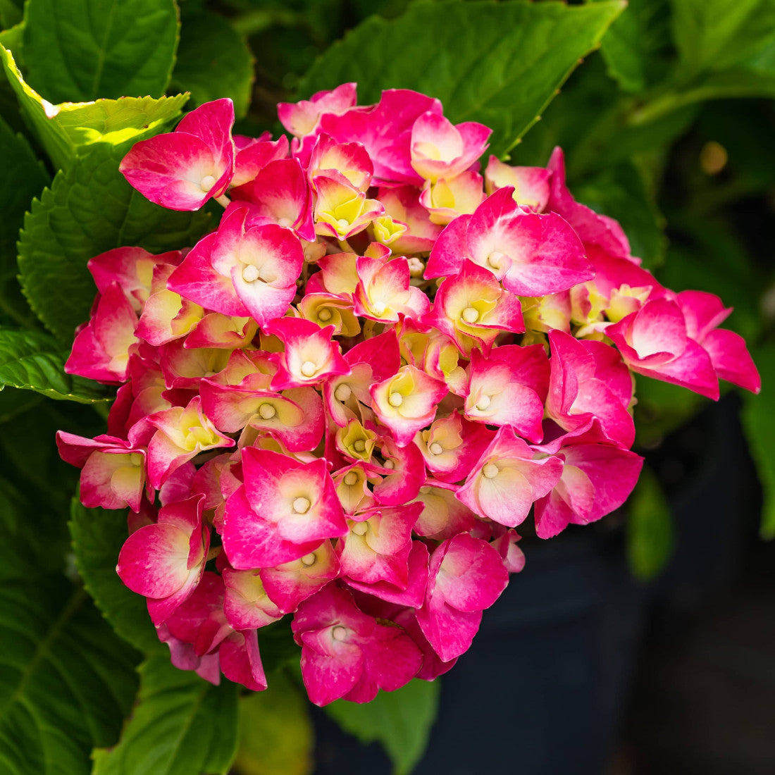 Hortensia "Maman Rose" / Hydrangea macr. "Maman Rose"/