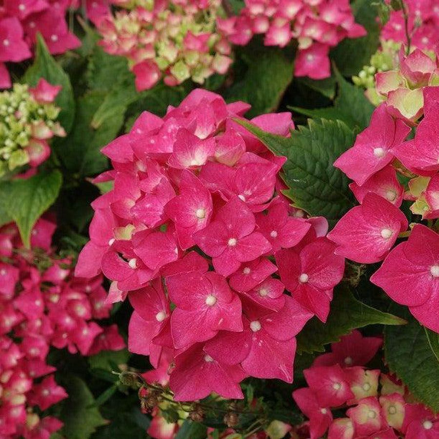 Hortensia "Zaffiro" / Hydrangea macr. "Zaffiro"/
