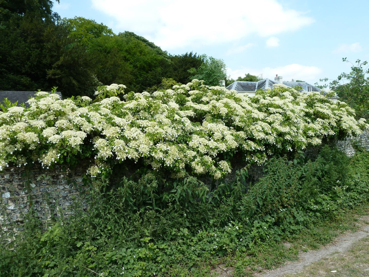 Hortensia cățărătoare / Hydrangea petiolaris /