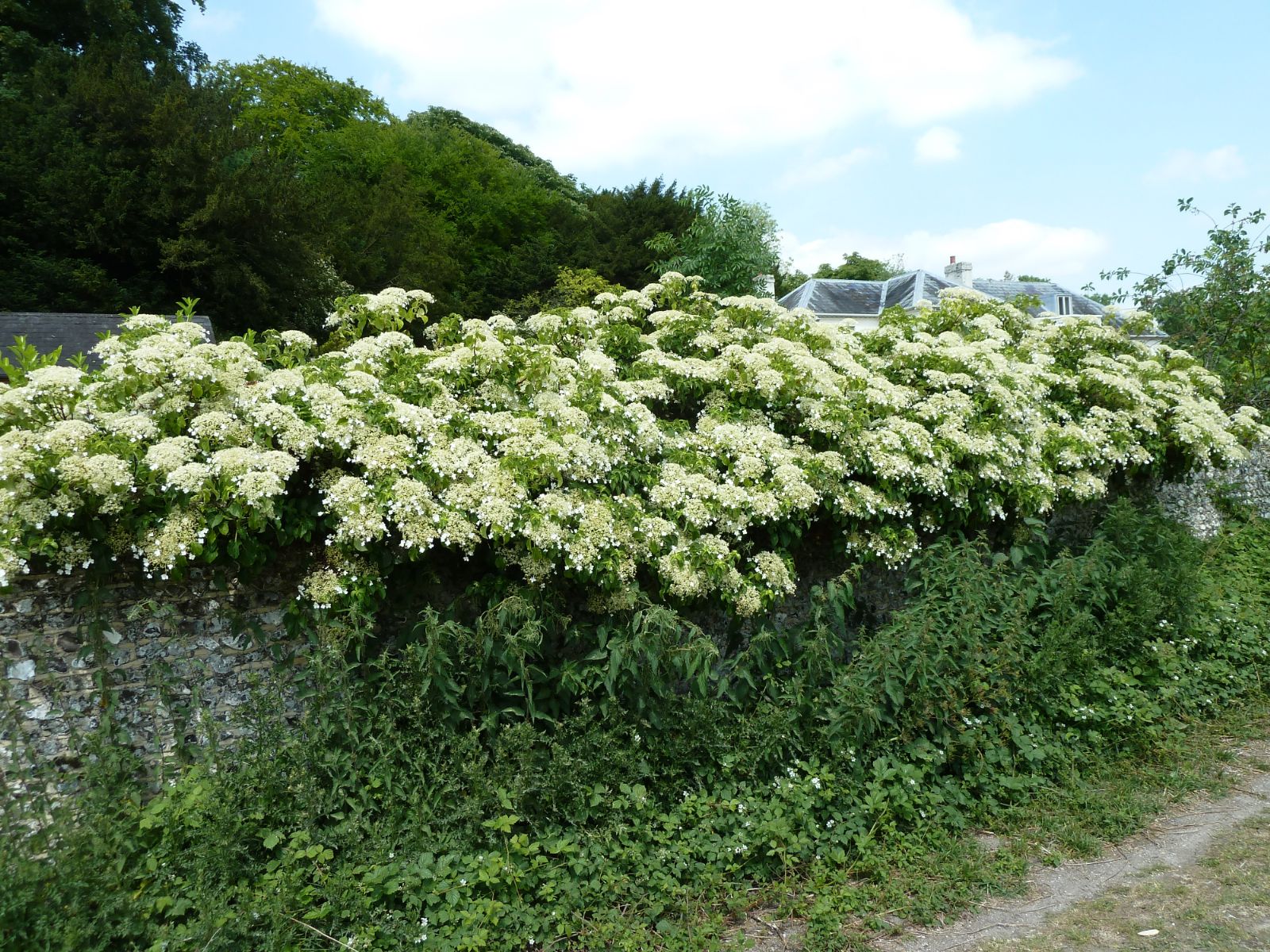 Hortensia cățărătoare / Hydrangea petiolaris /