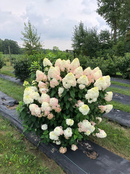 Hortensia paniculata &quot;Quick Fire Fab&quot;/ Hydrangea paniculata &quot;Quick Fire Fab&quot;/