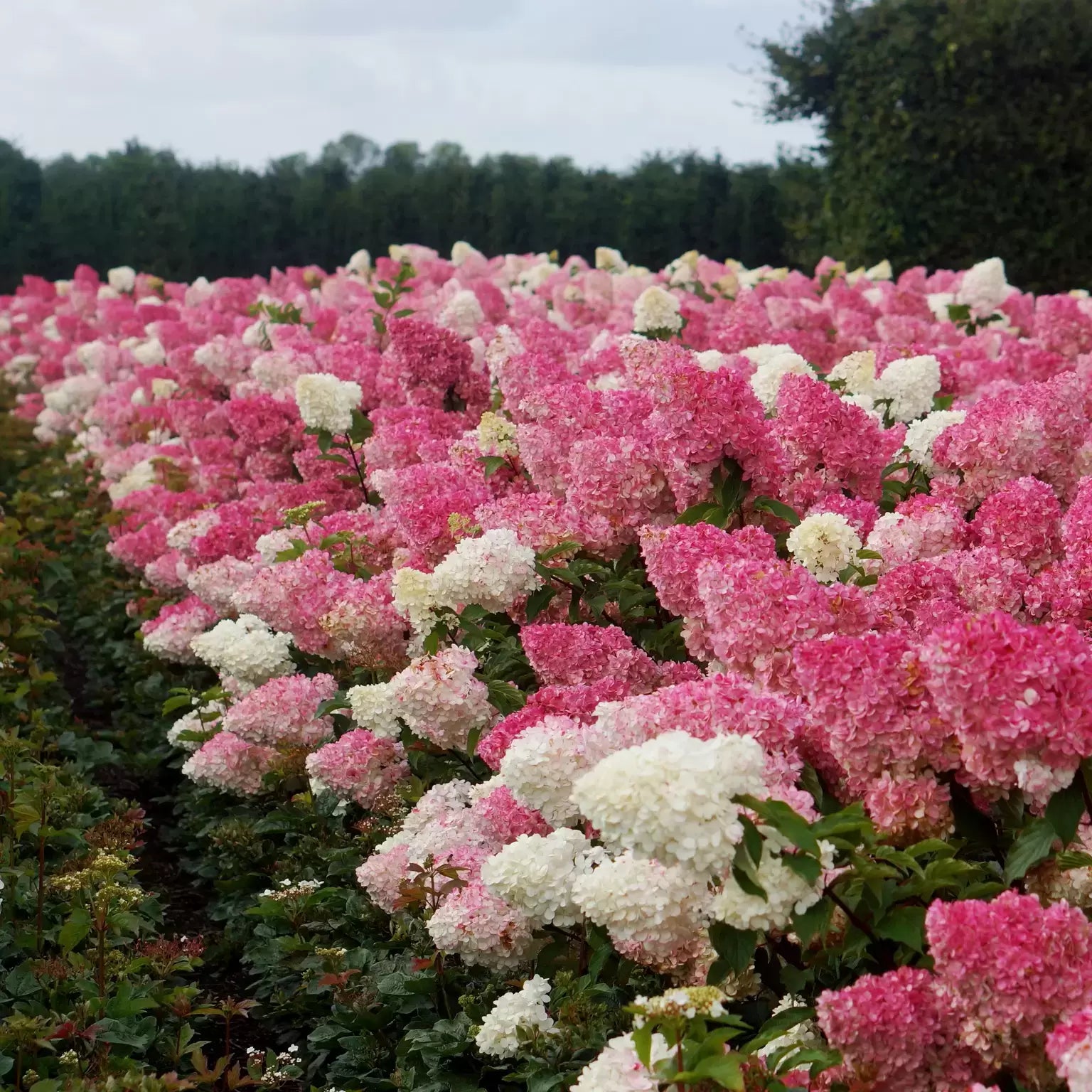 Hydrangea &quot;Maman Rose&quot; 0.50 - 0.70 m / Hydrangea macr. &quot;Mother Rose&quot;/