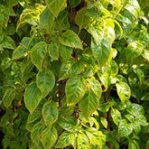Hortensia cataratoare "Golden Touch" / Hydrangea anomala petiolaris "Golden Touch" / - Gradina Noastra