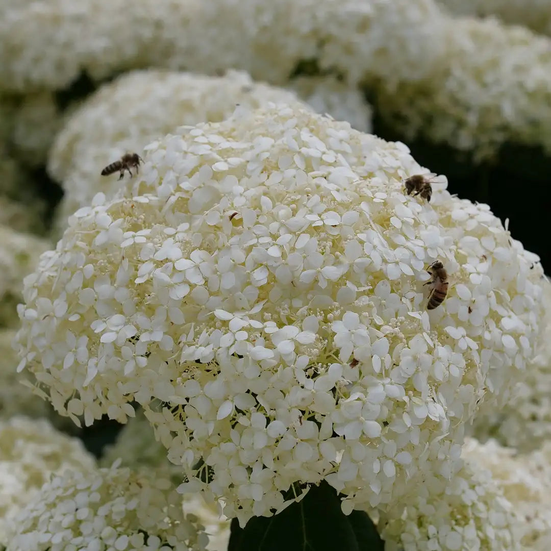 Hortensia " Incrediball Storm Proof" / Hydrangea arborescens "Incrediball Storm Proof"/