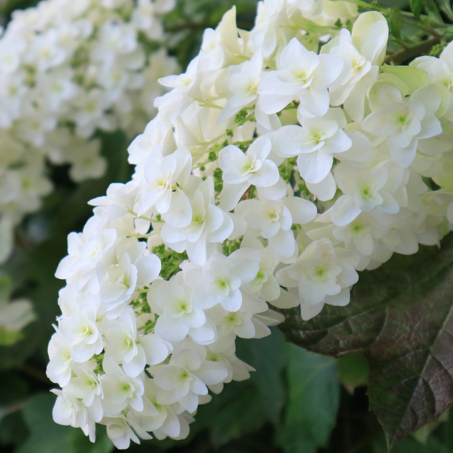 Hortensia cu frunza de stejar "Snowflake"/ Hydrangea quercifolia "Snowflake"/ - Gradina Noastra