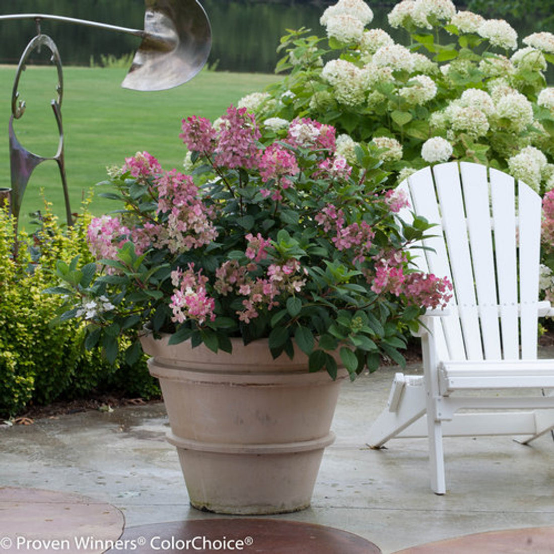 Hortensia paniculata &quot;Little Quick Fire&quot; / hydrangea paniculata &quot;Little Quick Fire&quot; /