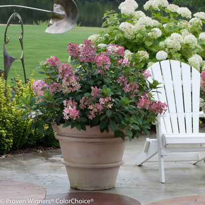 Hortensia paniculata &quot;Little Quick Fire&quot; / hydrangea paniculata &quot;Little Quick Fire&quot; /