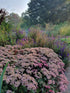 Iarba grasa "Matrona" 0.10 - 0.20 m / Sedum "Matrona"/ by gradina-noastra