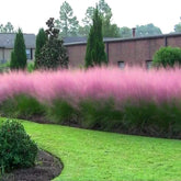 Muhlenbergia capillaris / Muhlenbergia capillaris/ - Gradina Noastra
